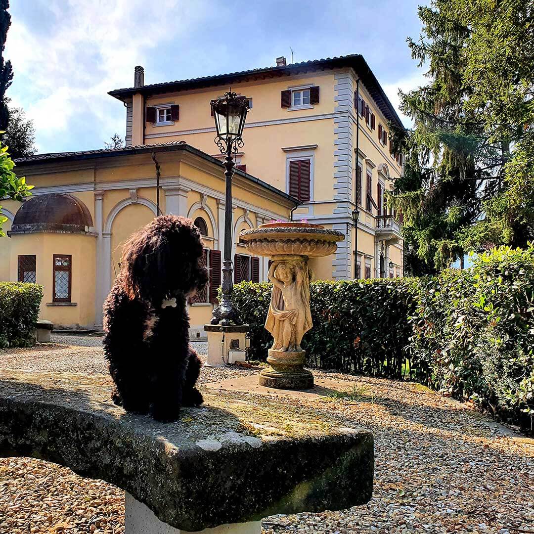 Barboncino seduto su una delle panchine di pietra del giardino, con la Villa sullo sfondo