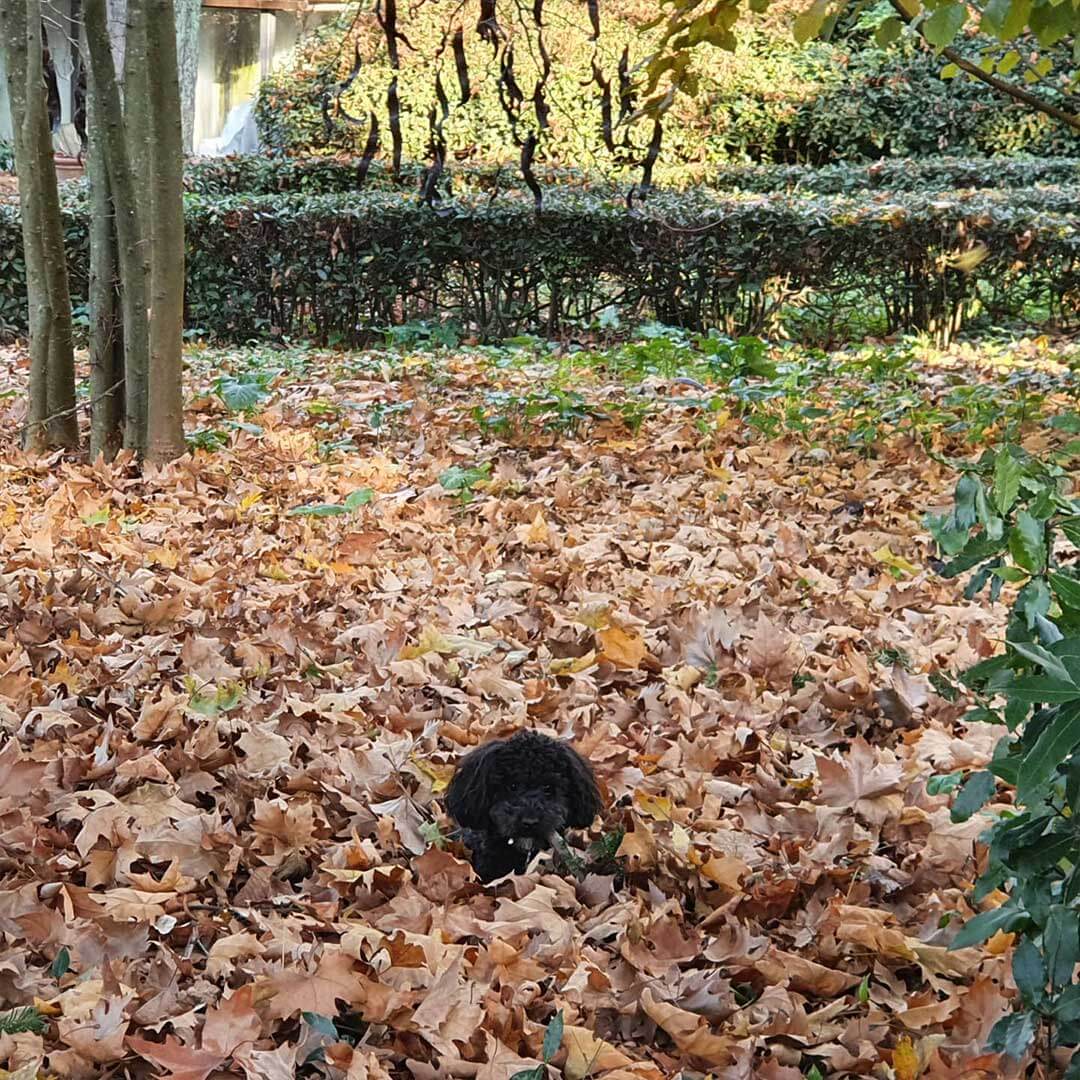Barboncino che gioca su un tappeto di foglie nel parco della Villa